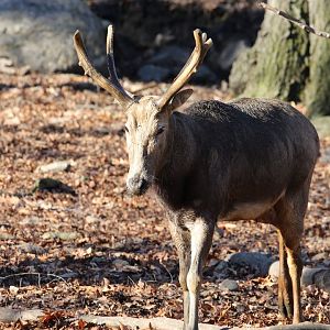 Père David's deer/ Elaphurus davidianus