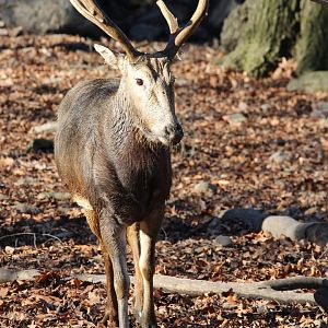 Père David's deer/ Elaphurus davidianus