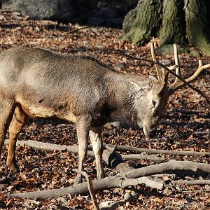 Père David's deer/ Elaphurus davidianus