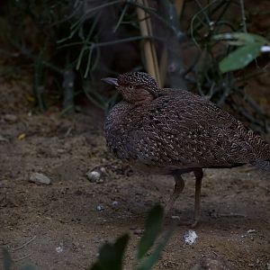 Buff-crested bustard/ Lophotis gindiana