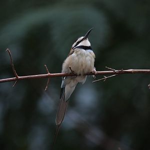 White-throated bee-eater/ Merops albicollis