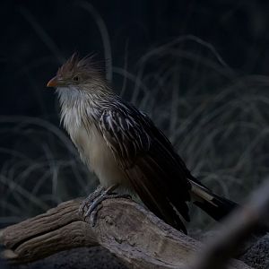 Guira cuckoo/ Guira guira