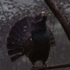 Western Capercaillie/ Tetrao urogallus