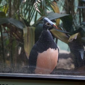 Maleo/ Macrocephalon maleo