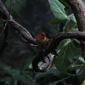 Scarlet-faced liocichla/ Liocichla ripponi
