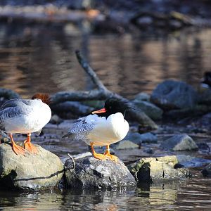 Scaly-sided merganser/ Mergus squamatus