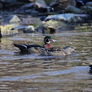 Wood Duck/ Aix sponsa
