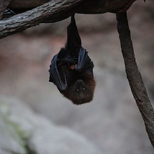 Rodrigues flying fox/ Pteropus rodricensis
