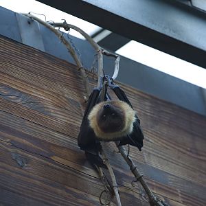 Indian flying fox/ Pteropus giganteus
