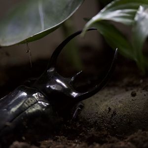 Atlas beetle/ Chalcosoma atlas