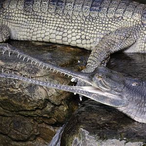 Gharial/ Gavialis gangeticus
