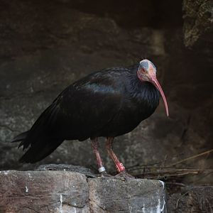 Northern Bald Ibis/ Geronticus eremita