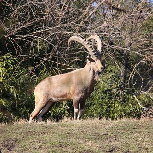 Nubian ibex/ Capra nubiana