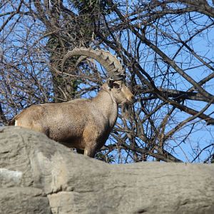 Nubian ibex/ Capra nubiana