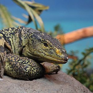 Gray's monitor/ Varanus olivaceus