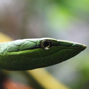 Green vine snake/ Oxybelis fulgidus