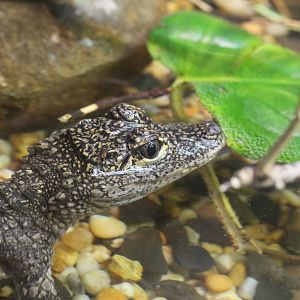 Chinese or Yangtze Alligator/ Alligator sinensis