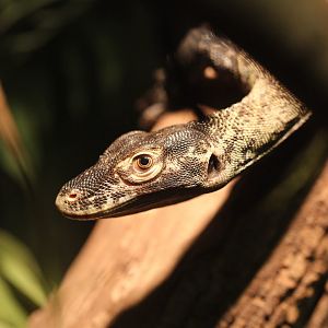 Komodo dragon/ Varanus komodoensis