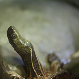 Beale's eyed turtle/ Sacalia bealei