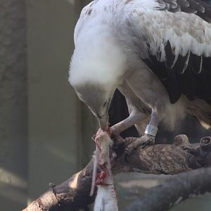 Palm-nut vulture/ Gypohierax angolensis