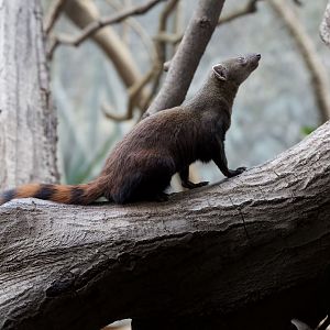 Ring-tailed Vontsira/ Galidia elegans