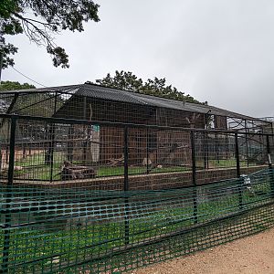 Patas monkey cage