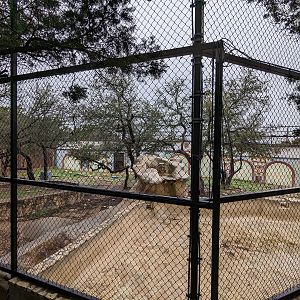 African lion enclosure #1