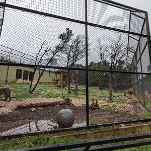 African lion enclosure #2 the "Transvaal Lions"