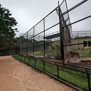 "Transvaal Lion"  on the right and "Bengal" tiger on the left.