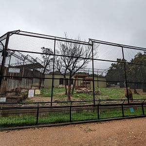"Transvaal Lion" habitat