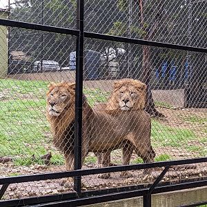 "Transvaal Lion" brothers