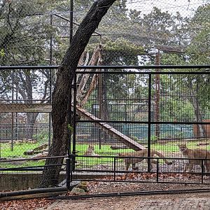 Cougar habitat #1 with 3 cougars