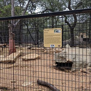 African crested porcupine enclosure.