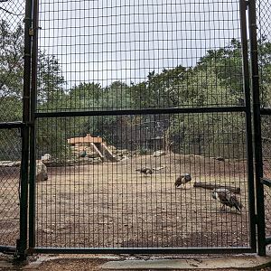 American black bear habitat