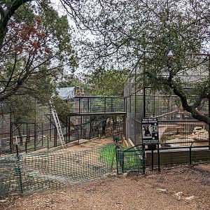 American black bear habitat under constuction