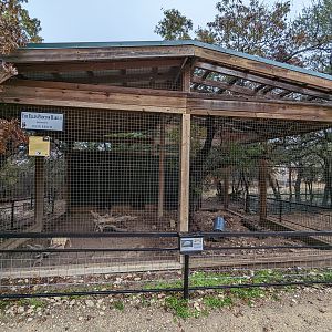 Six banded armadillo