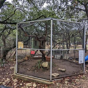Yellow-handed tamarin cage