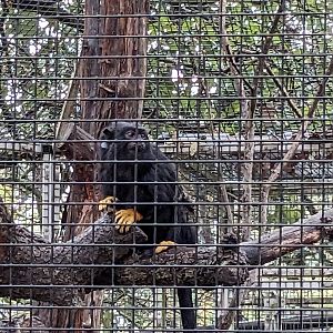 Yellow-handed tamarin