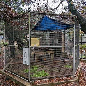 Common marmoset cage