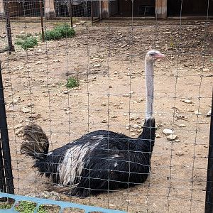Ostrich in zebra yard