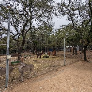 Hoofstock yard with alpaca and deer
