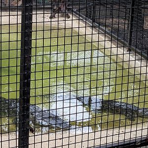 American alligator pond