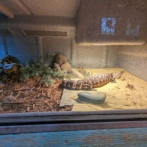 Reptile house - Gila monster