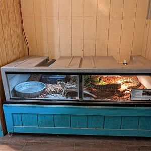 Reptile house - Carpet python