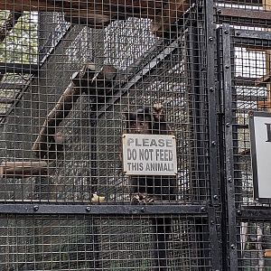 Primate Palace - capuchin monkey