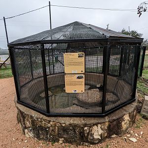 Slider and alligator snapping turtle