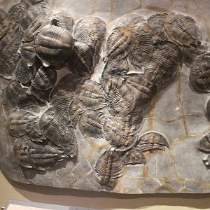 Saharan Sea Monsters