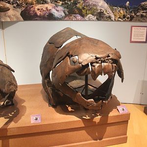 Saharan Sea Monsters