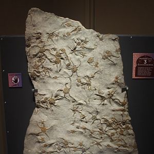 Saharan Sea Monsters