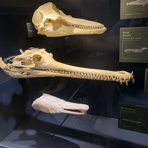 Hall of Ancient Life